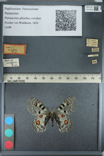 Media type: image;   Entomology 174309